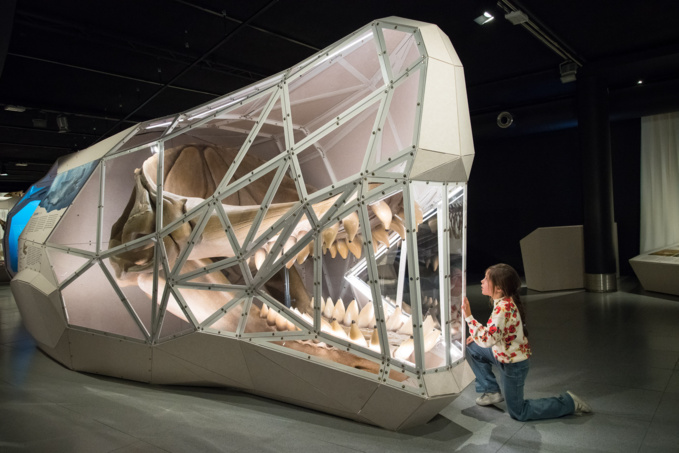 Exposition GEANTS au Muséum de Toulouse