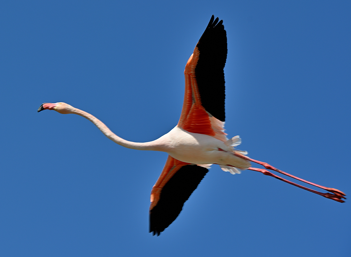 Flamant rose en vol-72 DPI