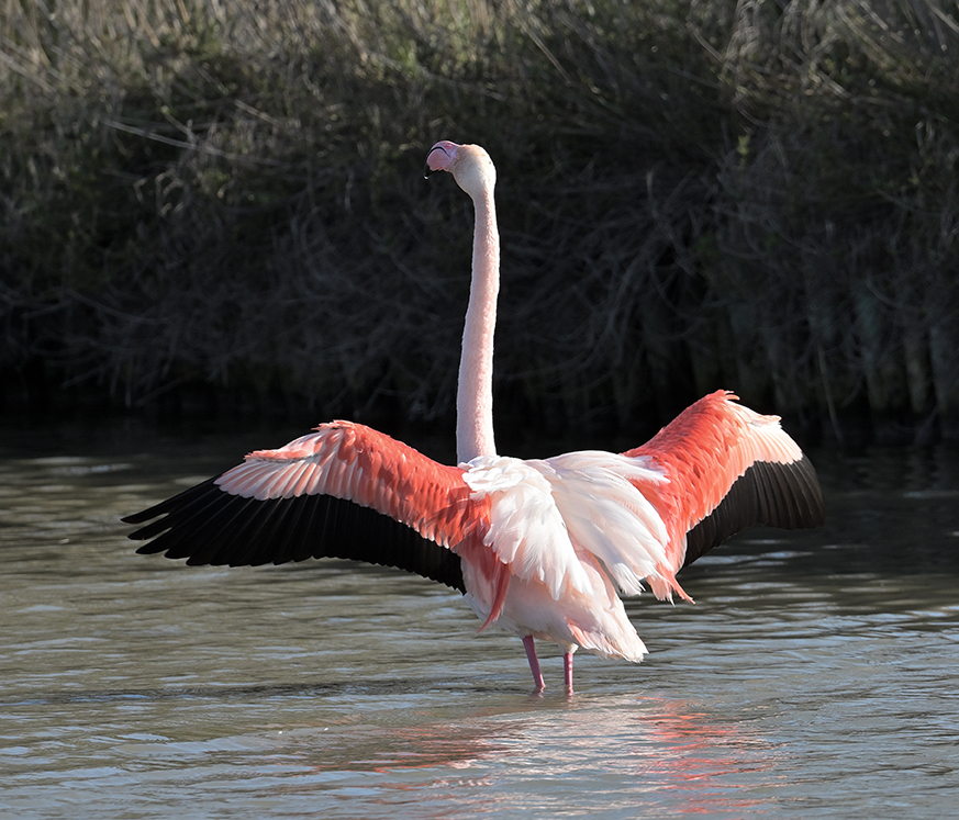 Flamant rose-72 DPI